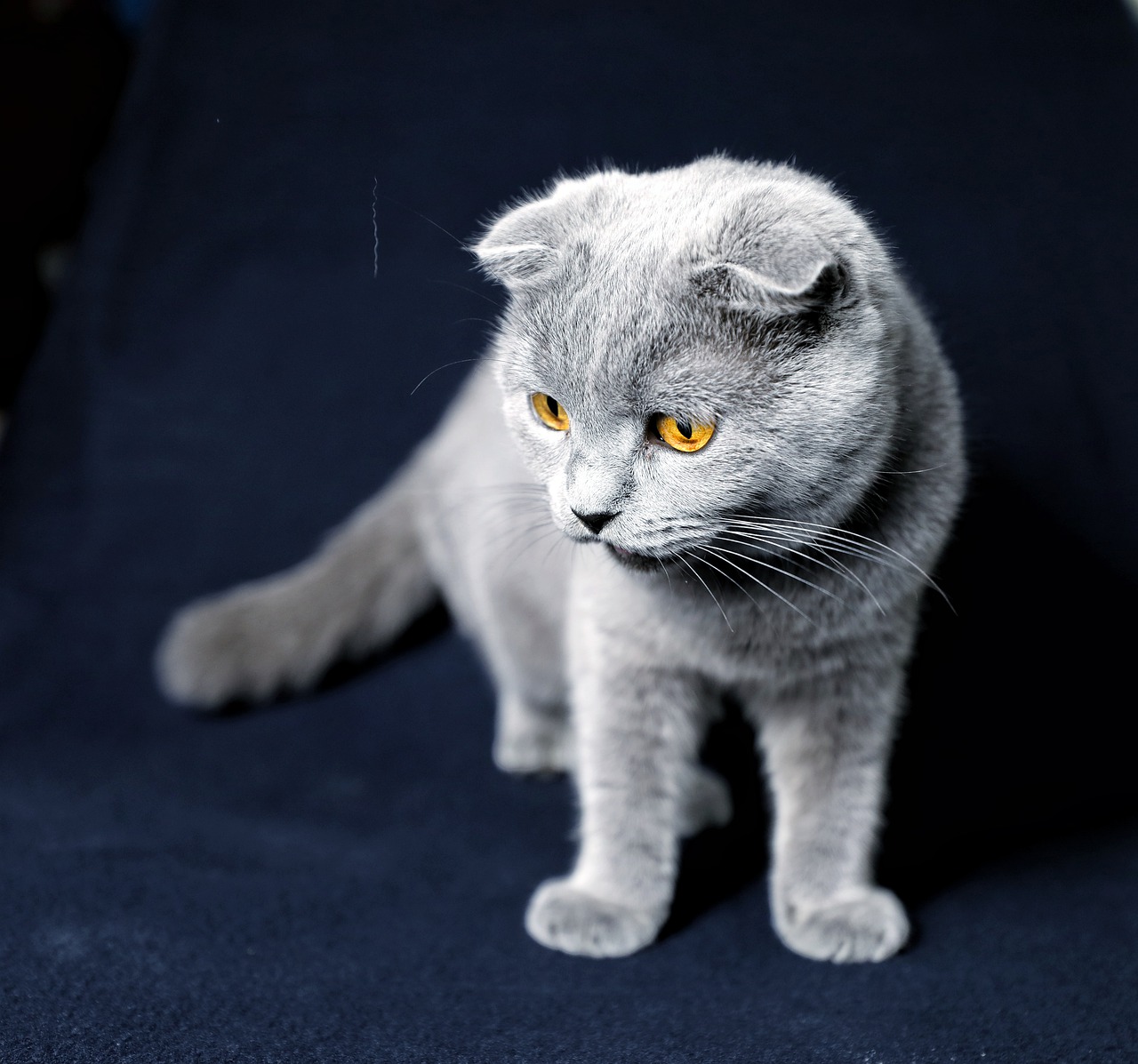 blue-cat-5300411_1280