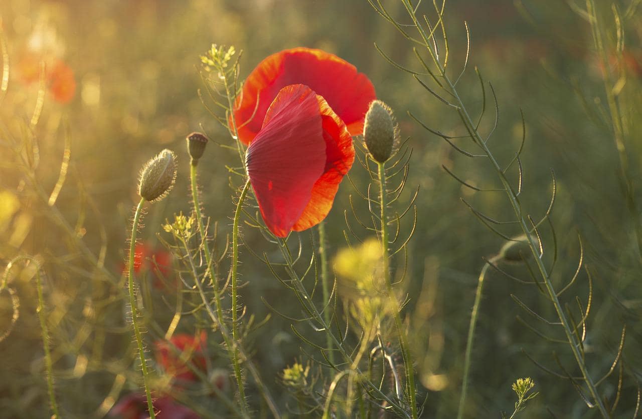 poppies-g29d593d1b_1280-min